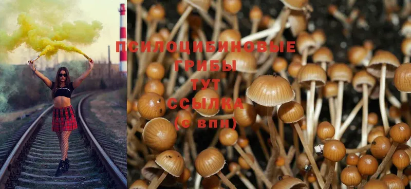 Галлюциногенные грибы Psilocybine cubensis  Светлоград 